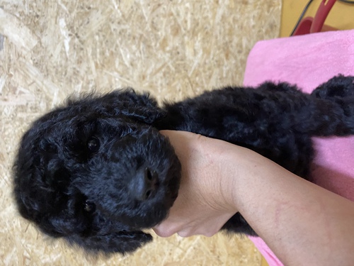 スタンダード・プードル 犬の販売・譲渡 1361 ブラック男の子