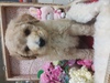 X^_[hEv[h  q T ԂTCY@... 1366