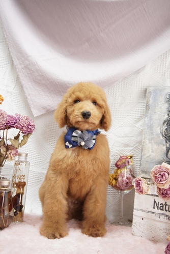 スタンダード・プードル 犬の販売・譲渡 1384 スタンダードプードル レッド