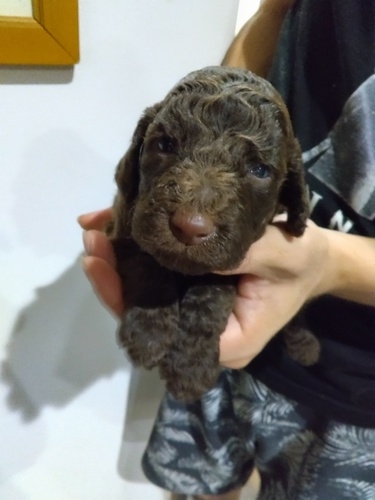 スタンダード・プードル 犬の販売・譲渡 1389 女の子、チョコレートブラウン♪