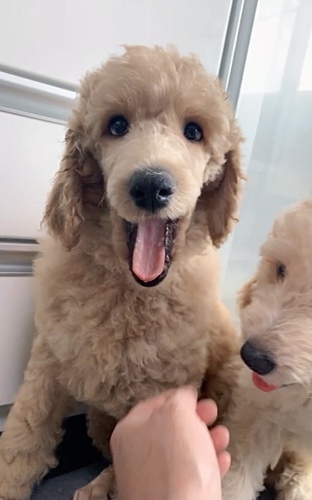 スタンダード・プードル 犬の販売・譲渡 1390 クリームカラーのスタンダードプードルです