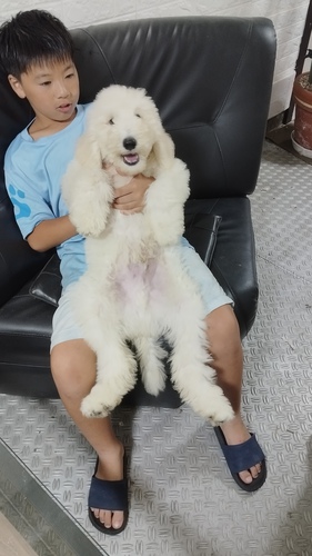 スタンダード・プードル 犬の販売・譲渡 1394 クリーム、ホワイトの7兄妹