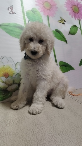 スタンダード・プードル 犬の販売・譲渡 1395 男の子