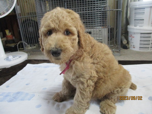 スタンダード・プードル 犬の販売・譲渡 1408 決まりました