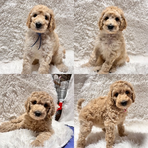 スタンダード・プードル 犬の販売・譲渡 1409 家族募集中