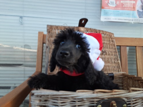 スタンダード・プードル 犬の販売・譲渡 1413 とっても美犬さんです。