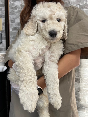 スタンダード・プードル 犬の販売・譲渡 1417 骨格がっちりムチムチくん!