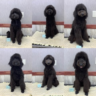スタンダード・プードル 犬の販売・譲渡 1422 優良血統です