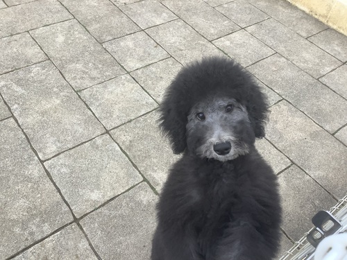 スタンダード・プードル 犬の販売・譲渡 1424 性格が可愛く骨格も綺麗な甘えん坊です