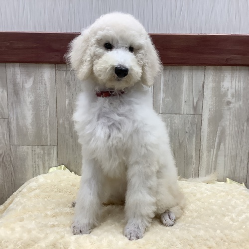 スタンダード・プードル 犬の販売・譲渡 1425 非常に綺麗なパパとママから生まれた愛らしい子です