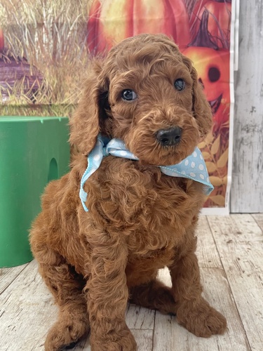 スタンダード・プードル 犬の販売・譲渡 1428 可愛いレッドの男の子