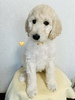 1429 pb`ږڂ̎q...