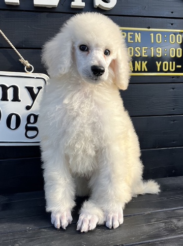 スタンダード・プードル 犬の販売・譲渡 1438 ありがとうございました
