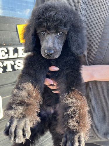 スタンダード・プードル 犬の販売・譲渡 1440 シルバースタンダード