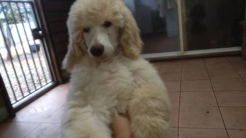 スタンダード・プードル 犬の販売・譲渡 1441 超レア色!!シャンパンゴールド.