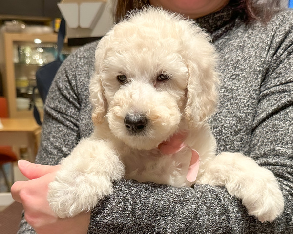元気で可愛い仔犬です。 犬の販売 1442
