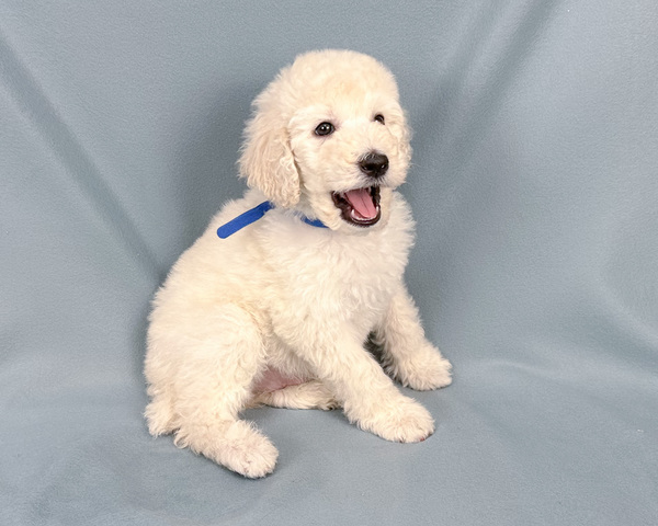 温厚な性格のかわいい仔犬です 犬の販売 1443
