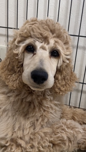 とても綺麗な男の子 犬の販売 1446