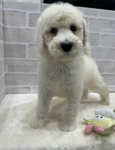 スタンダード・プードル 犬の販売・譲渡 1447 もふもふイケメン。全て込み。