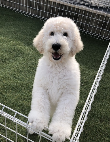 スタンダード・プードル 犬の販売・譲渡 1464 とっても元気な男の子