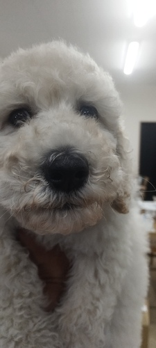 スタンダード・プードル 犬の販売・譲渡 1467 クリーム男の子