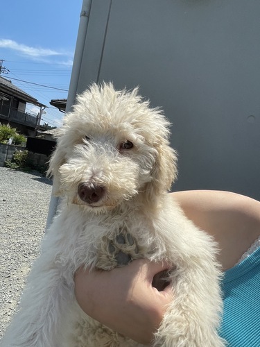 スタンダード・プードル 犬の販売・譲渡 1468 素敵なご家族の一員となりました