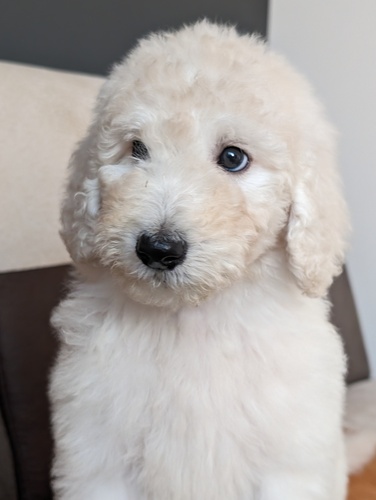 スタンダード・プードル 犬の販売・譲渡 1469 ご家族決まりました。