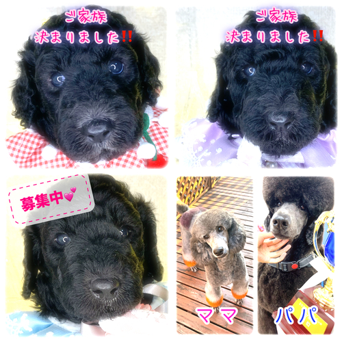 スタンダード・プードル 犬の販売・譲渡 1474 ありがとうございました!