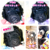 X^_[hEv[h  q T 肪Ƃ܂... 1474