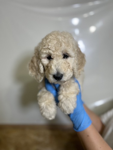 スタンダード・プードル 犬の販売・譲渡 1479 スタンダードプードル