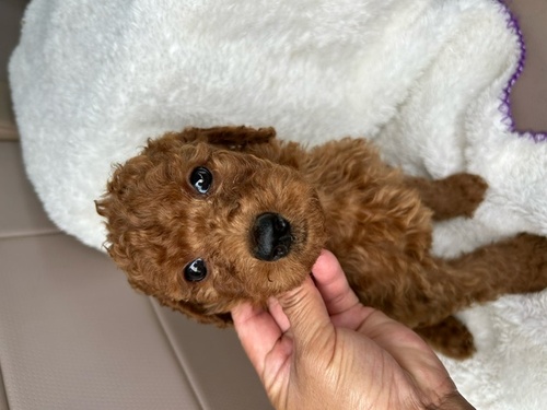 スタンダード・プードル 犬の販売・譲渡 1483 かわちいスタンプ