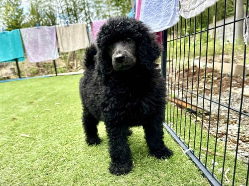スタンダード・プードル 犬の販売・譲渡 1484 スタンダードプードルの男の子!
