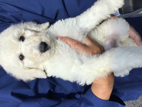 スタンダード・プードル 犬の販売・譲渡 1489 ホワイトの男の子