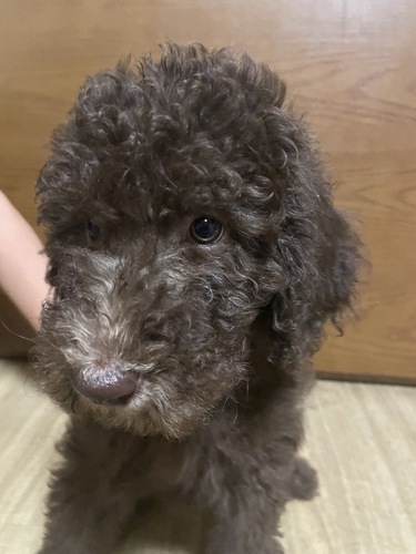 スタンダード・プードル 犬の販売・譲渡 1492 素敵な飼い主さまに出会えました。