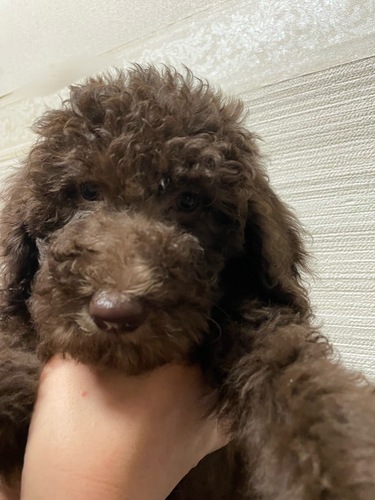 スタンダード・プードル 犬の販売・譲渡 1496 素敵な飼い主さまに出会えました。