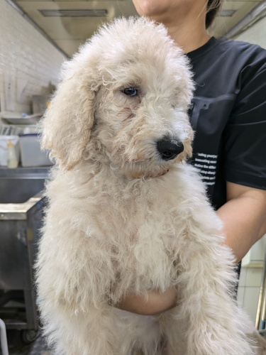 スタンダード・プードル 犬の販売・譲渡 1501 元気な男の子