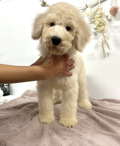スタンダード・プードル 犬の販売・譲渡 1508 とってもベビーフェイスなSプードル君