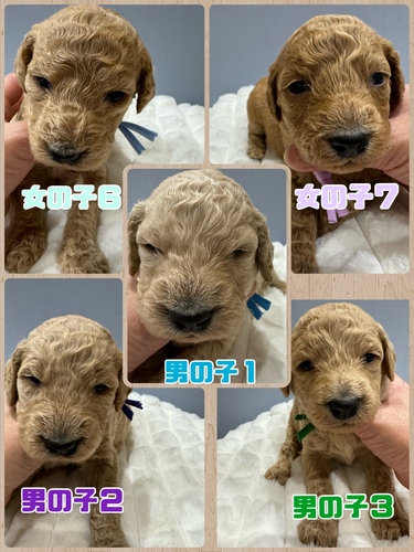 スタンダード・プードル 犬の販売・譲渡 1512 スタンダードプードルの子犬
