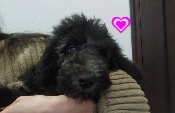 無駄吠えなく、育て易い愛嬌いっぱいの可愛い子 犬の販売 1521