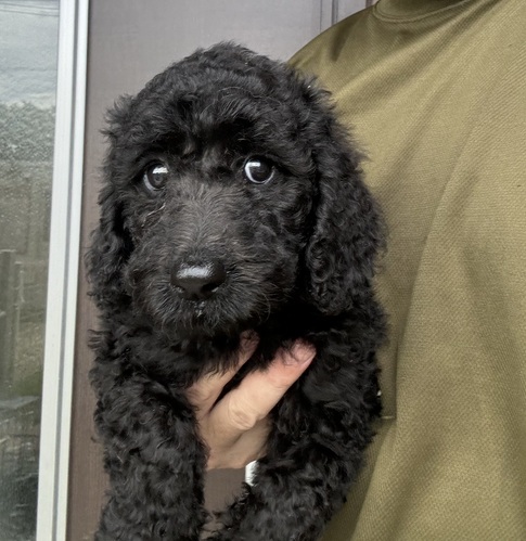スタンダード・プードル 犬の販売・譲渡 1522 お目目ぱっちりの可愛い子