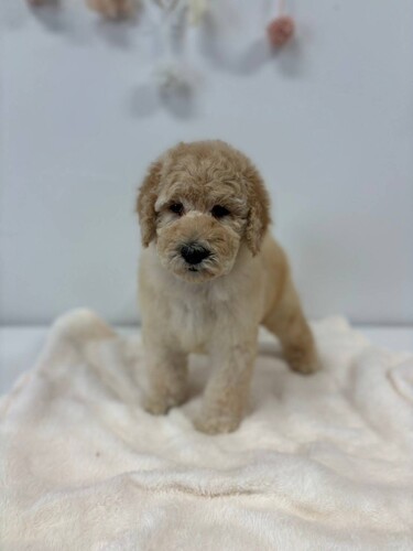 スタンダード・プードル 犬の販売・譲渡 1529 クリームカラーの男の子です!