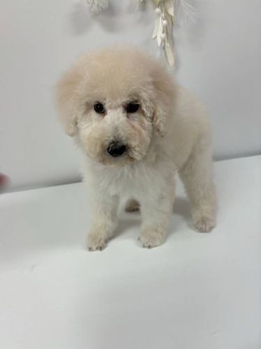 スタンダード・プードル 犬の販売・譲渡 1533 ホワイトカラーの男の子 断尾なし