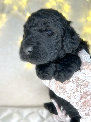 スタンダード・プードル 犬の販売・譲渡 1540 優良スタンダードプードル 男の子