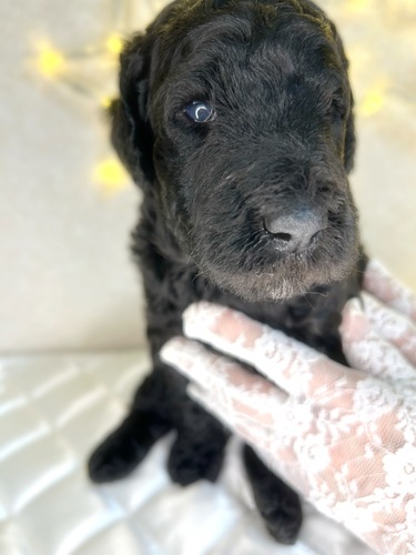 スタンダード・プードル 犬の販売・譲渡 1541 優良スタンダードプードル 女の子