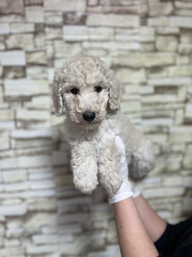 スタンダード・プードル 犬の販売・譲渡 1554 ホワイト 女の子