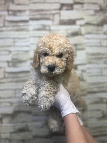 スタンダード・プードル 犬の販売・譲渡 1557 クリーム 女の子