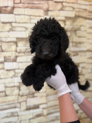 スタンダード・プードル 犬の販売・譲渡 1558 ブラックもこもこちゃん 4534