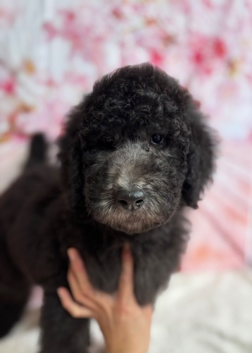 スタンダード・プードル 犬の販売・譲渡 1559 シルバーのクリクリちゃん 3204