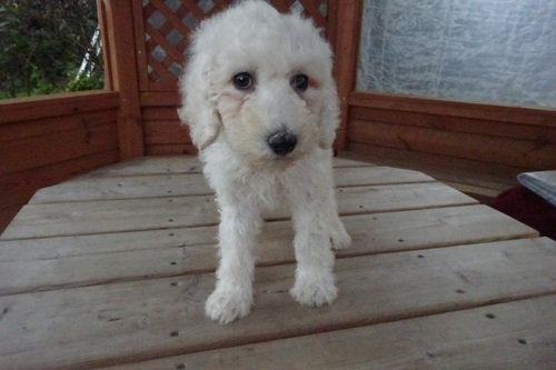 スタンダード・プードル 犬の販売・譲渡 1563 人が大好き直ぐに近寄ってきます。