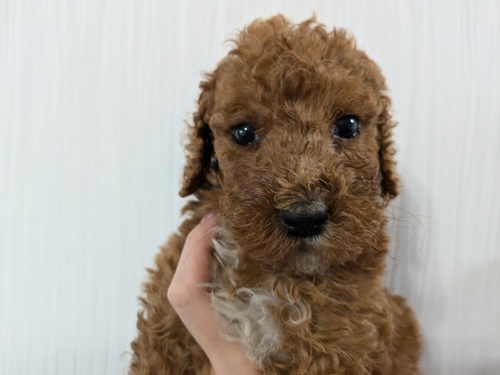 スタンダード・プードル 犬の販売・譲渡 1565 ミディアムサイズ